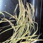 お米ができるまで～食育～